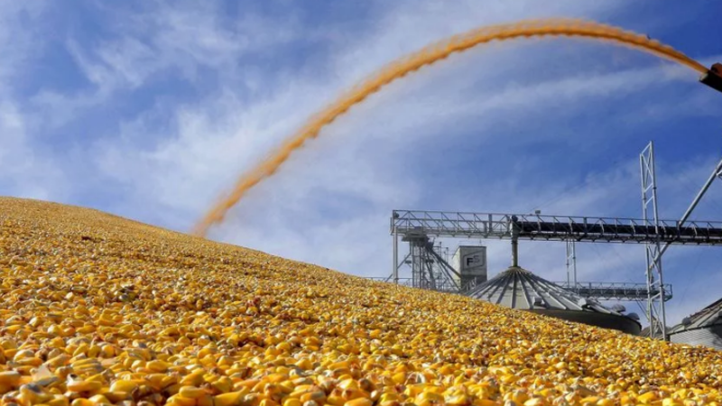 Развитие экспортных поставок сои РФ: фикция или прогресс?