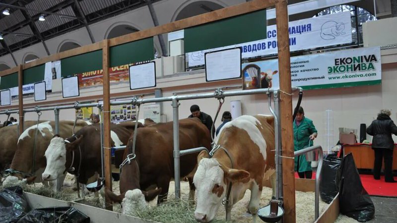Как снять сливки с молочного рынка: ГК «Эконива» наращивает производство сырого молока, но продавать его скоро никому не будет